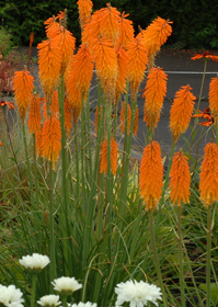 Kniphofia 'Mango Popsicle'